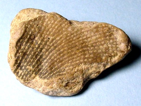 Bryozoa- Fenestrellina A Lace Bryozoa Mid Silurina Through Devonian Reverse Side