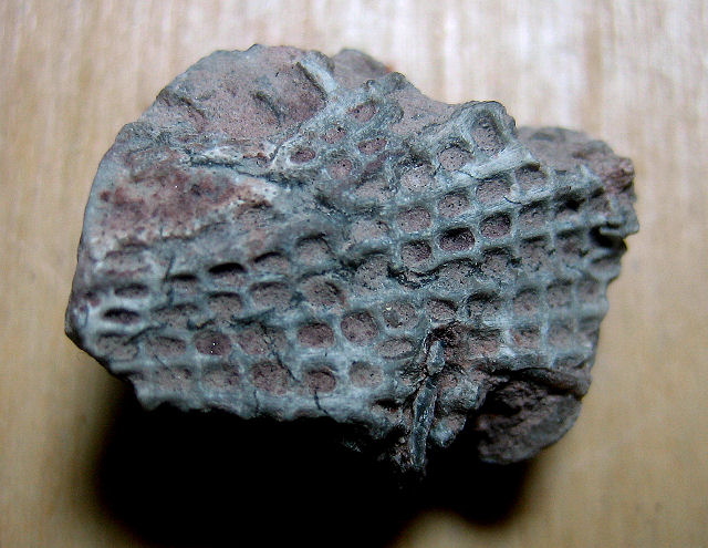Bryozoa- Fenestrellina A Lace Bryozoa Mid Silurina Through Devonian Reverse Side