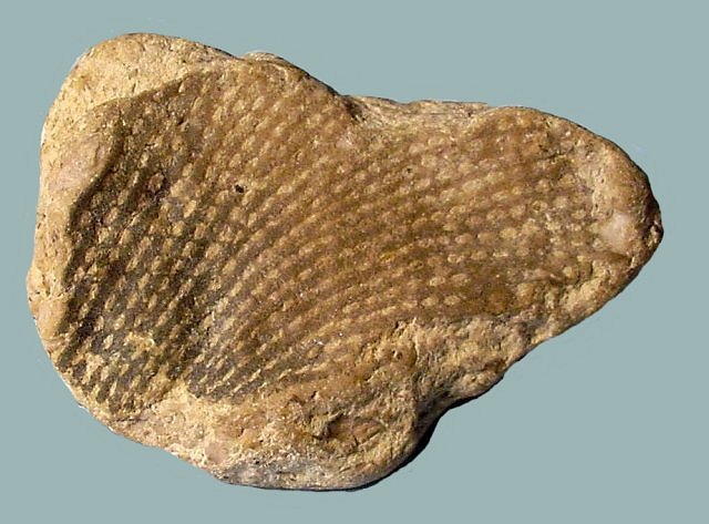 Bryozoa- Fenestrellina A Lace Bryozoa Mid Silurina Through Devonian Reverse Side
