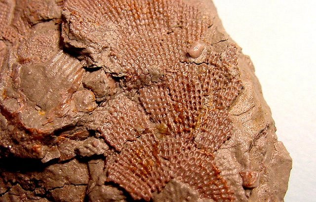 Bryozoa- Fenestrellina A Lace Bryozoa Mid Silurina Through Devonian Reverse Side
