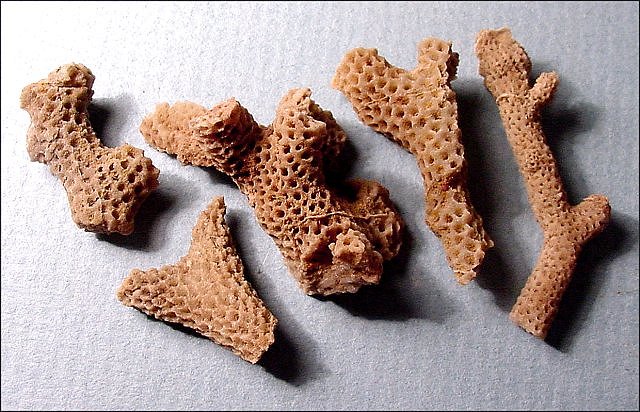 Bryozoa-Possibly Thamniscus Of Pennsylvannian Age Mulemtns-Dechant