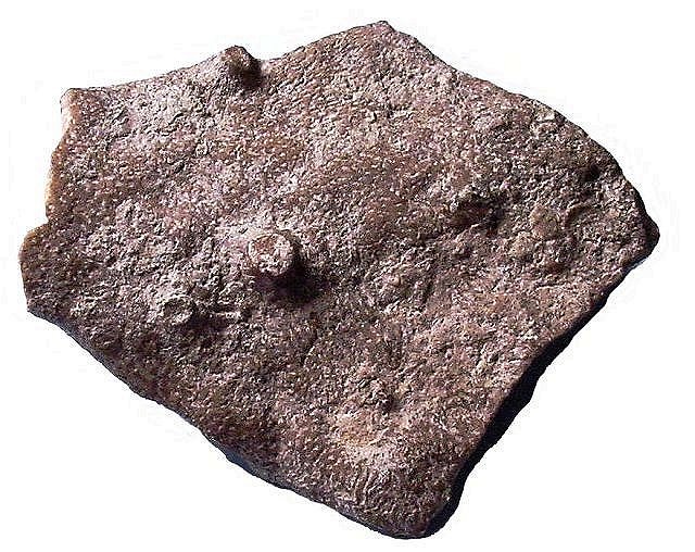 Bryozoa Sheet Like Structure Unknown Species
