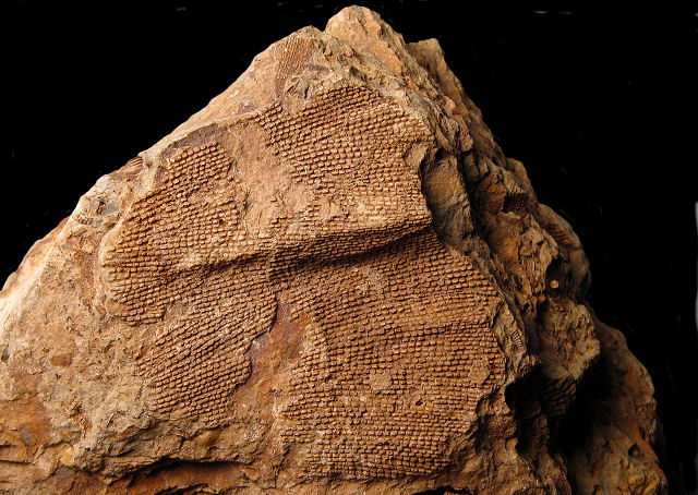 Bryozoa Unknown Species