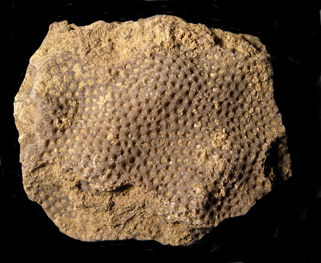 Bryozoa Unknown Species