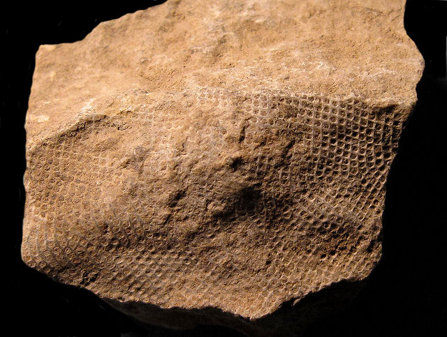 Bryozoa Unknown Species
