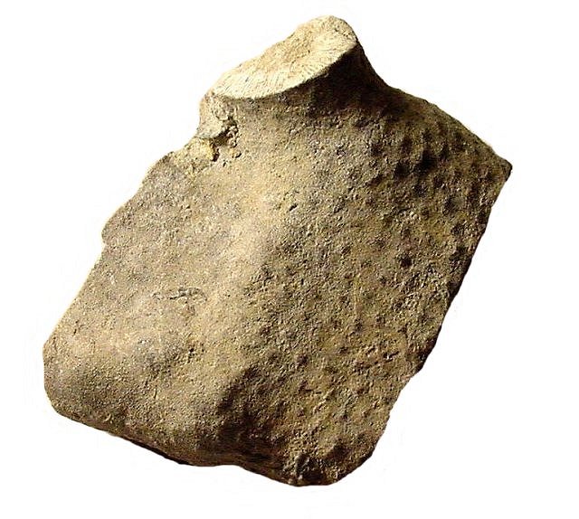 Bryozoa Unknown Species
