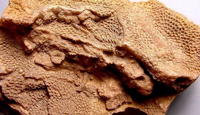 Bryozoa Unknown Species