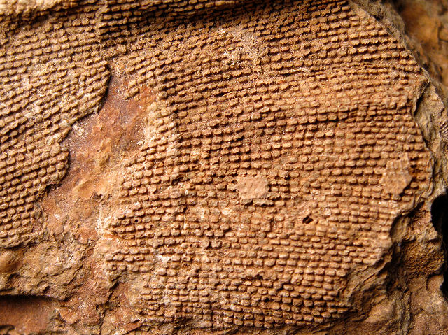Bryozoa Unknown Species Closer View