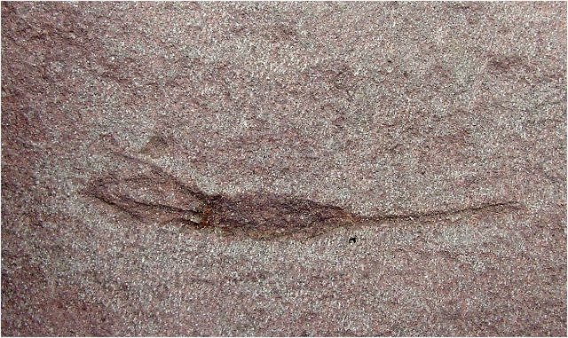 Carpoid Elcaiid Erroni Extinct Echinoderm Collins Mineral Company
