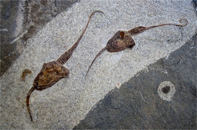 Carpoid Possibly Of The Genus Macrocystella, Morocco Adnane Fossil Company