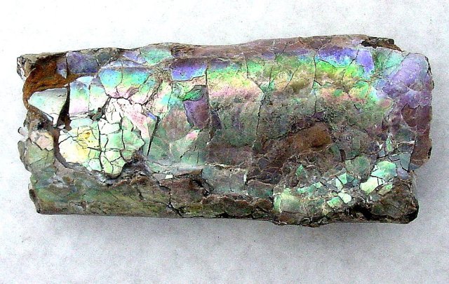 cephalopod Baculites-mother of pearl luster