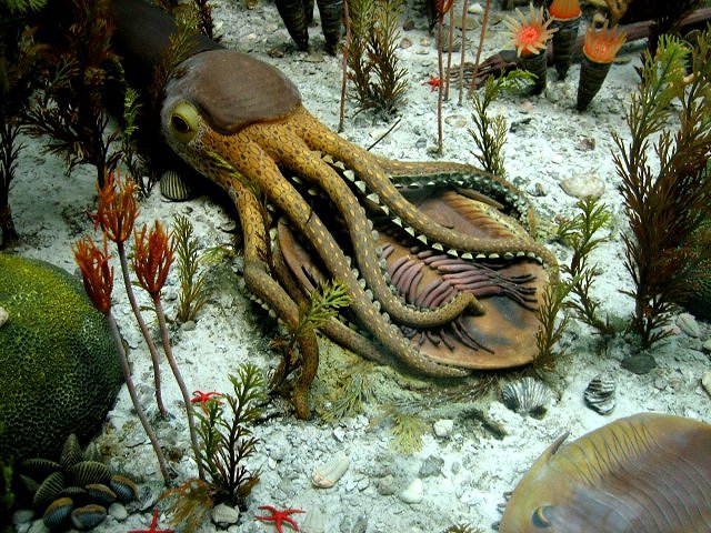 cephalopod Nauitilod Exhibit Museum of Natural History, University of Michigan, Ann Arbor, Michigan