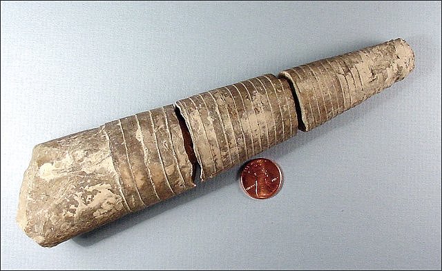 cephalopod Orthoceras simulator large specimen 1-dechant