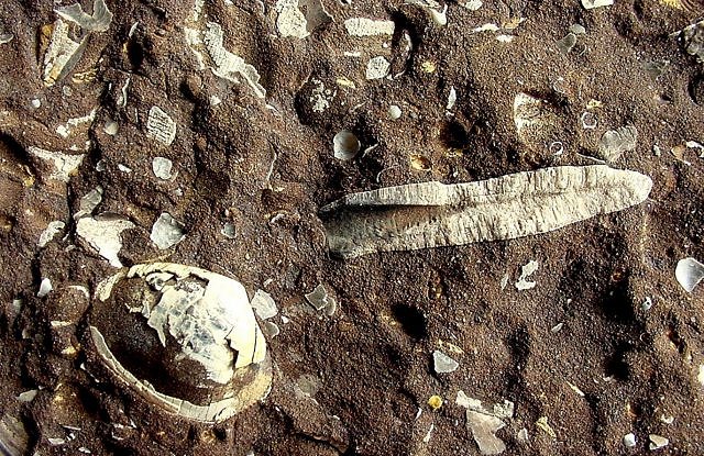 cephalopod belemnite highly indurated bivalve fossil on the right dechant