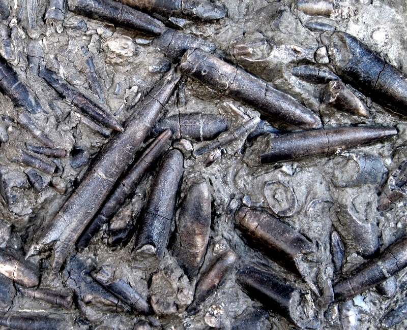 cephalopod belemnites mass burial fossilized from Tucson gem and mineral show