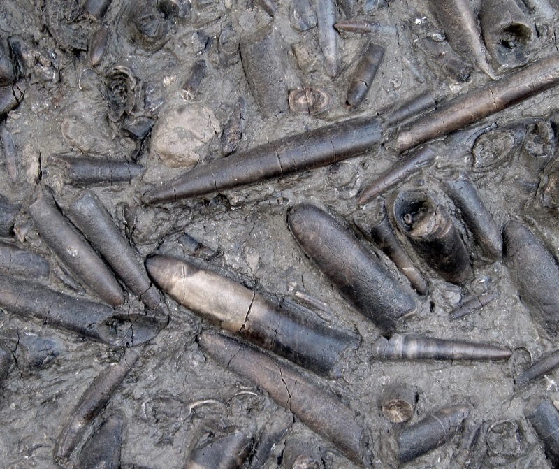 cephalopod belemnites mass burial fossilized from Tucson gem and mineral show