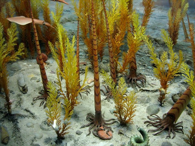 cephalopod belemnites model of animal swimming -Exhibit Museum of Natural History, University of Michigan, Ann Arbor, Michigan