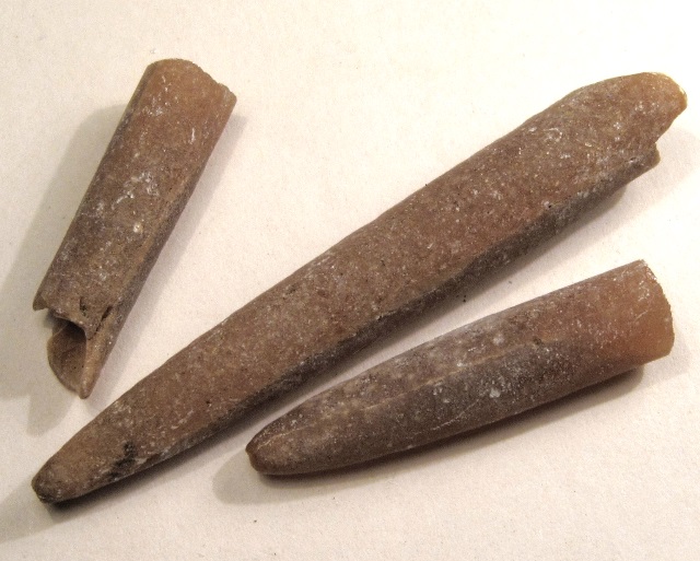 cephalopod belemnites mold