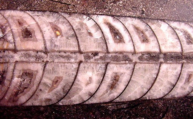 cephalopod polished nautiloid Closer View