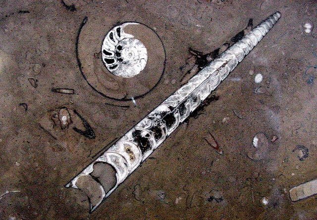 cephalopods often called Orthoceras, this specimen is actually in the Genus Michelinoceratidae this specimen is from Morocco