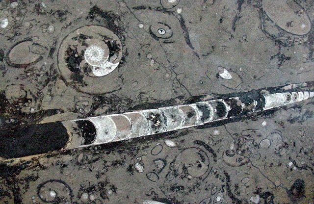 cephalopods often called Orthoceras, this specimen is actually in the Genus Michelinoceratidae this specimen is from Morocco