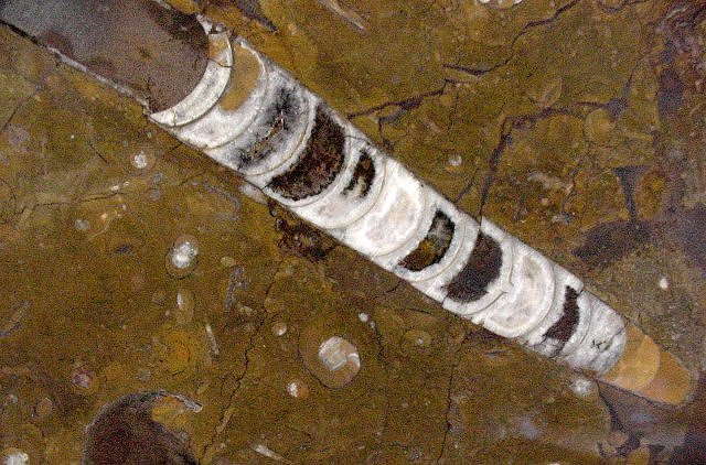 cephalopods often called Orthoceras, this specimen is actually in the Genus Michelinoceratidae this specimen is from Morocco close up view