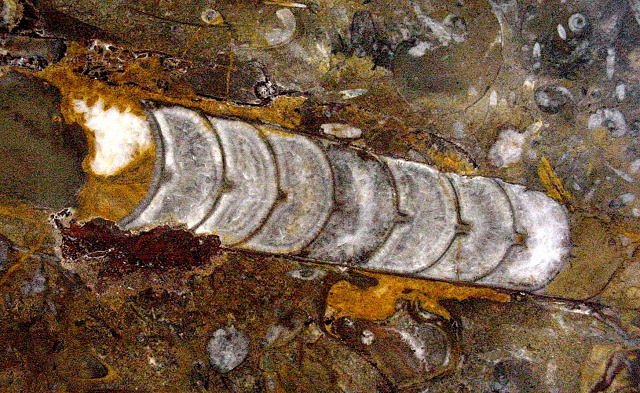 cephalopods often called Orthoceras, this specimen is actually in the Genus Michelinoceratidae this specimen is from Morocco close up view