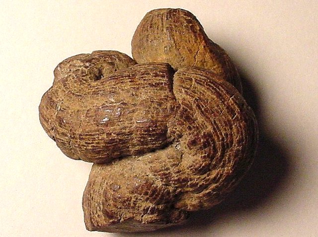Coprolite - Fossil Excrement, Origin Unknown