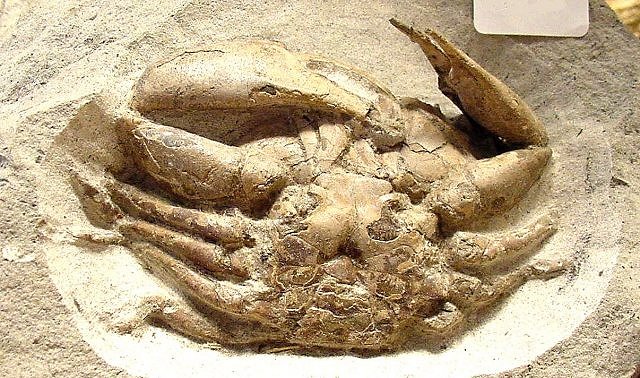 Crab International Fossil Company Florida