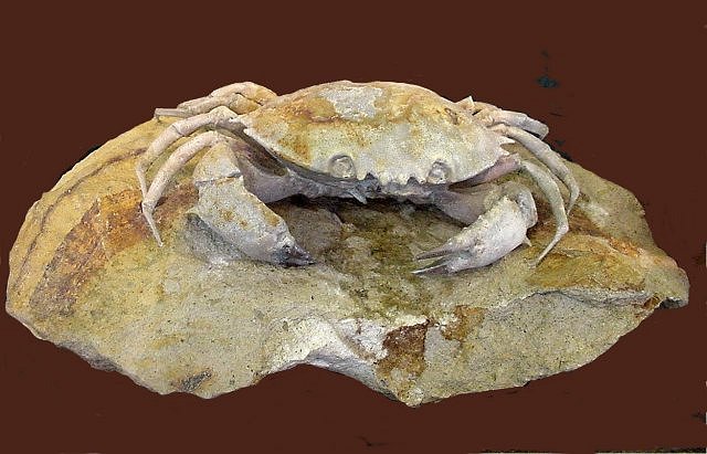 Crab Wonders Of The World Fossil Company California