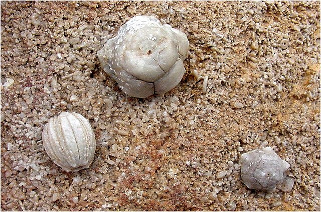 crinoid Cryptoblastus melo (blastoid) Pike County, Illinois Mississippian-Burlington formation collins mineral co.