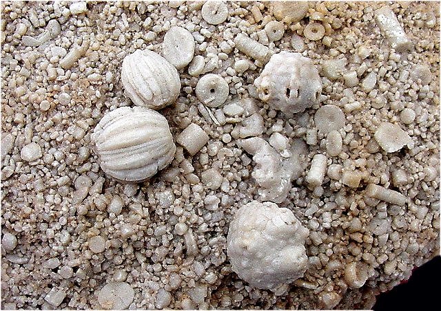 crinoid Eretmocrinus calyculoides, Uperocrinus longisrostris, and Cryptoblastus melo (a blastoid) Pike County, Illinois Collins Mineral Co