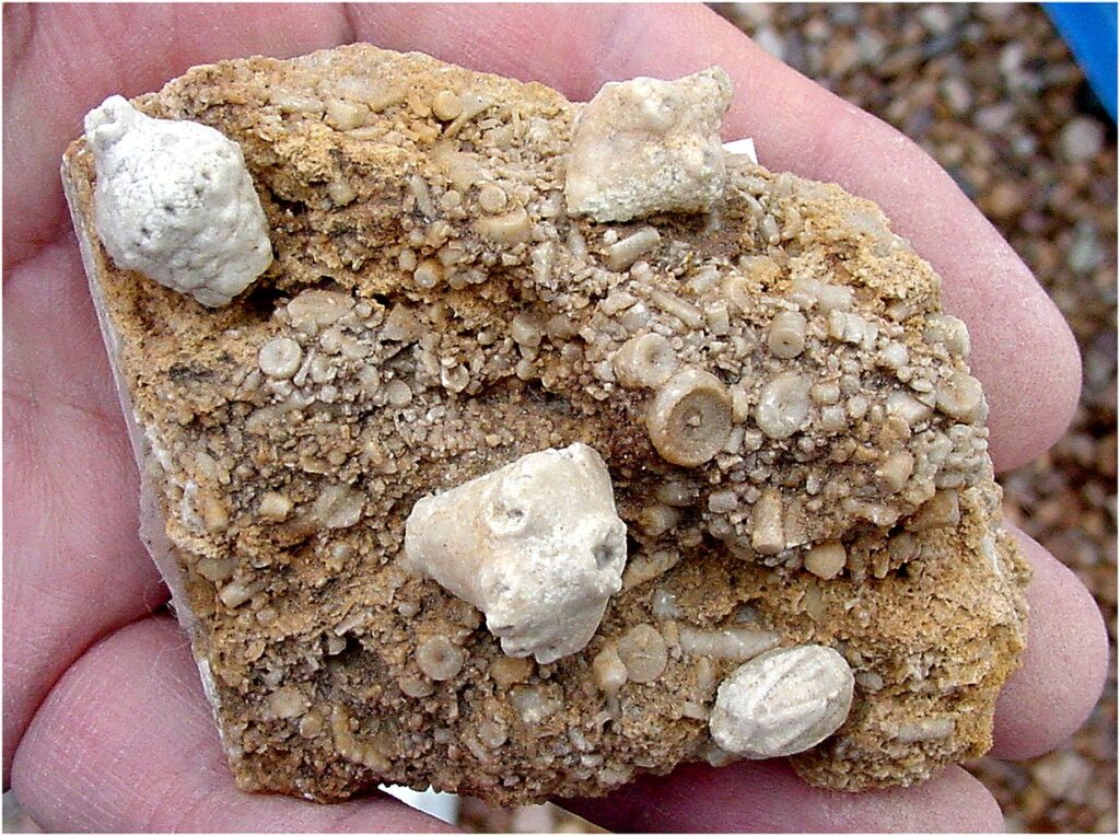 crinoid Macrocrinus konincki, Macrocrinus verneuilianus, Aorocrinus parvus, and Pentremites elongatus (a blastoid) Lee County, Iowa Collins Mineral Co.