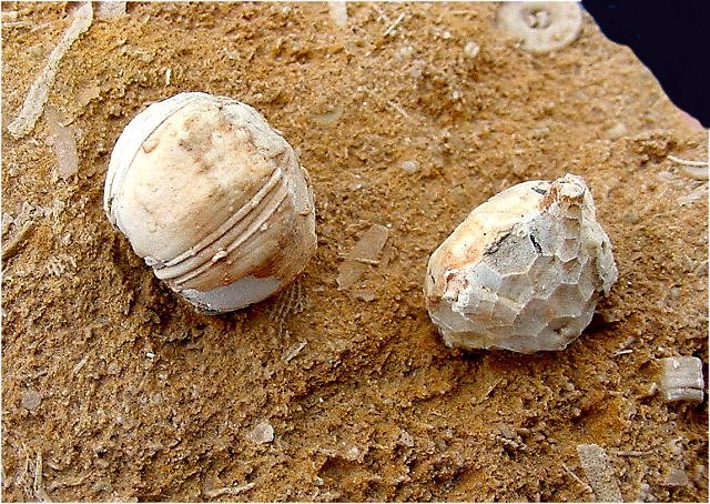 crinoid Steganocrinus pentagonus and Schizoblastus sayi (blastoid) Pike County, Illinois Mississippian-Burlington formation Collins Mineral Co.