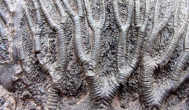 crinoid arms and pinnules, close up, Moroccan Fossils and minerals