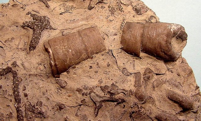 crinoid fossilized column pieces