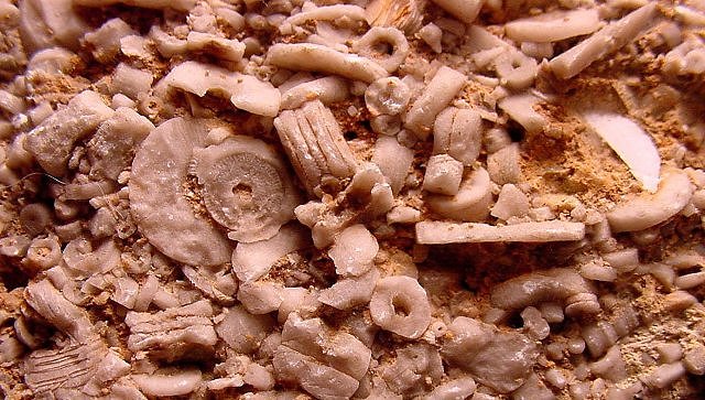 crinoid fossilized column pieces (crinoid hash)