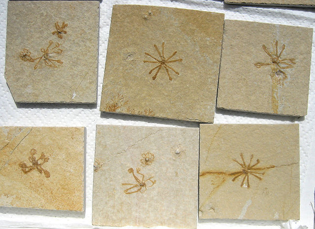 crinoid fossilized free floating Saccocoma pectinata Eichstatt, Bavaria State, Germany Solnhofen Limestone, Upper Jurassic, 155 million years ago Collins Mineral Co