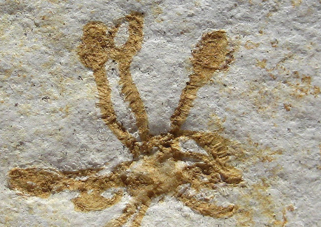 crinoid fossilized free floating Saccocoma pectinata Eichstatt, Bavaria State, Germany Solnhofen Limestone, Upper Jurassic, 155 million years ago Collins Mineral Co