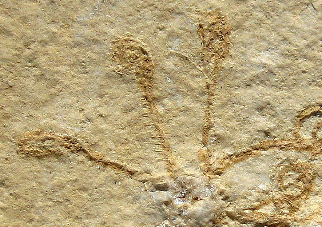 crinoid fossilized free floating Saccocoma pectinata Eichstatt, Bavaria State, Germany Solnhofen Limestone, Upper Jurassic, 155 million years ago Collins Mineral Co