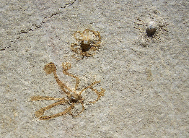 crinoid fossilized free floating Saccocoma pectinata Eichstatt, Bavaria State, Germany Solnhofen Limestone, Upper Jurassic, 155 million years ago Collins Mineral Co