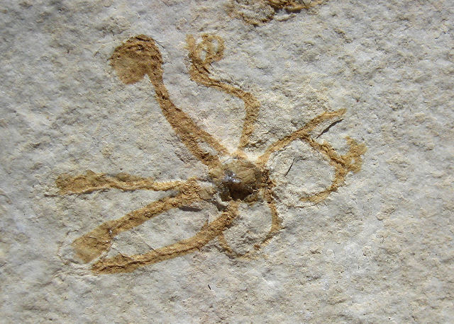 crinoid fossilized free floating Saccocoma pectinata Eichstatt, Bavaria State, Germany Solnhofen Limestone, Upper Jurassic, 155 million years ago Collins Mineral Co
