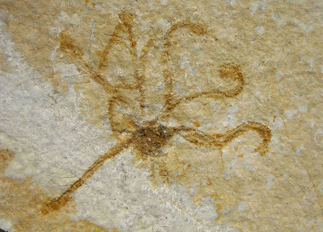 crinoid fossilized free floating Saccocoma pectinata Eichstatt, Bavaria State, Germany Solnhofen Limestone, Upper Jurassic, 155 million years ago Collins Mineral Co