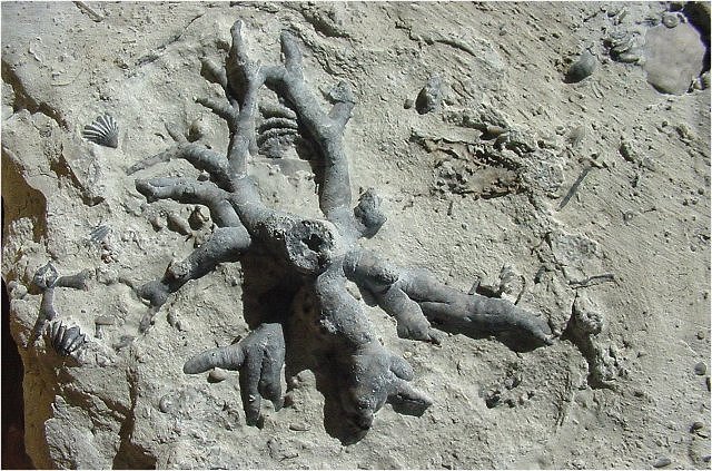 crinoid fossilized radix, anchoring rootlike branches, France