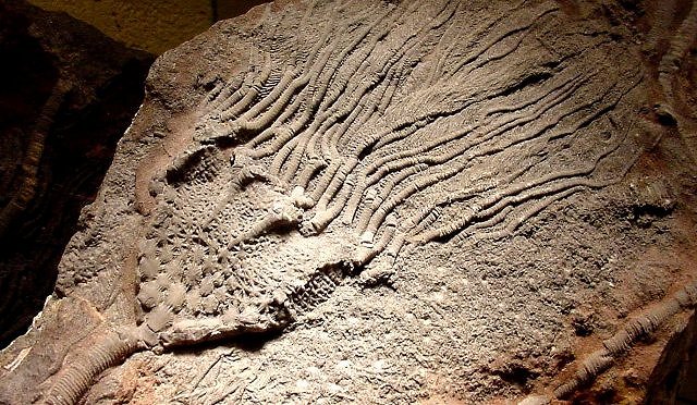 crinoid head and steams species unknown, International fossil company Florida