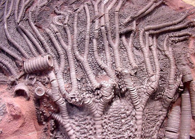 crinoid head and steams species unknown, Morocco, International fossil company Florida