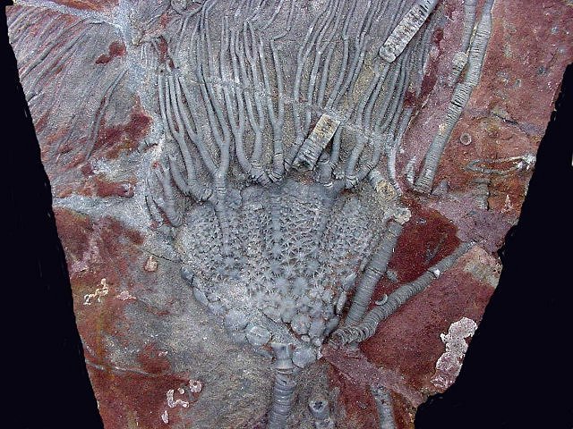 crinoid unknown species Morroco, Collins Mineral Company