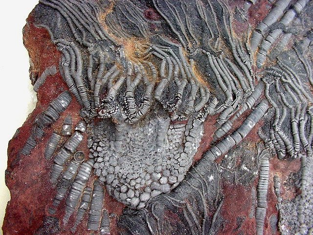 crinoid unknown species Morroco, Collins Mineral Company