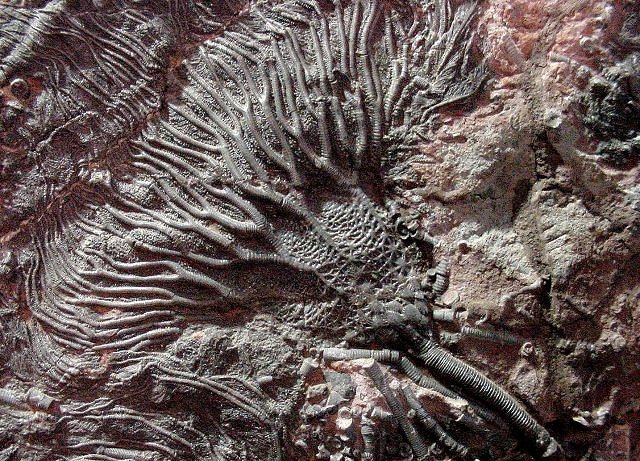 crinoid unknown species Morroco, Morocccan Imports