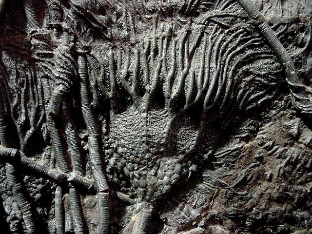 crinoid unknown species Morroco, Morocccan Imports